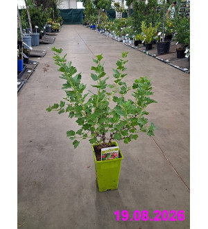 Ribes uva-crispa 'Hinnonmaeki Rod' RP 1,6 L